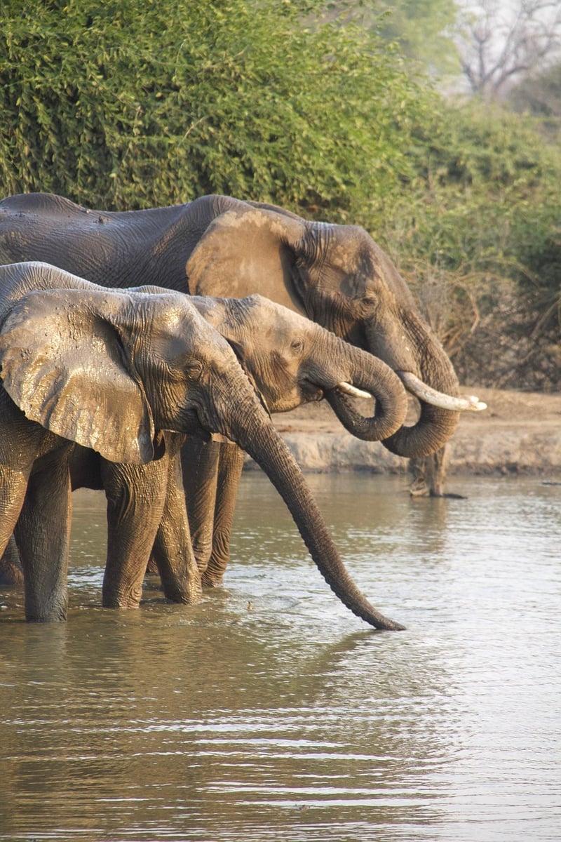 Safari Style