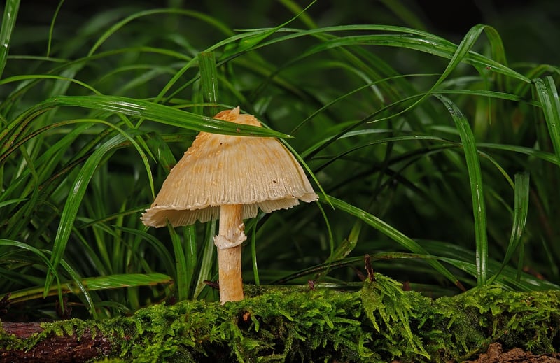 Forest Foraging